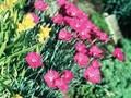 Dianthus Feuerhexe Image 1