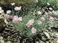 Dianthus gratianopolitanus Rosafeder Image 1
