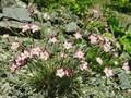 Dianthus inodorus Image 1