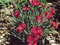 Dianthus Jutta Image 1