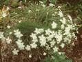 Dianthus kitaibelii Image 1