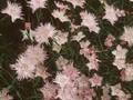 Dianthus lumnitzeri Image 1