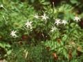 Dianthus noeanus Image 1