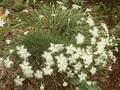Dianthus petraeus Image 1