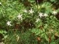 Dianthus petraeus subsp noeanus Image 1