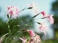 Dianthus superbus Image 1