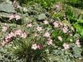 Dianthus sylvestris Image 1
