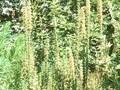 Digitalis ferruginea Gigantea Image 1