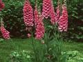 Digitalis gloxinioides Image 1