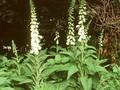 Digitalis purpurea Alba Image 1