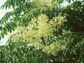 Dimorphanthus elatus Image 1