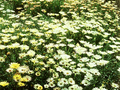Dimorphotheca aurantiaca Image 1