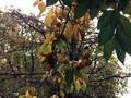 Diospyros kaki Image 2