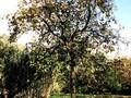 Diospyros kaki Image 1