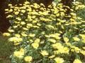 Doronicum Harpur Crewe Image 1