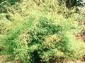 Drepanostachyum falcatum Image 1