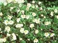 Dryas suendermannii Image 1