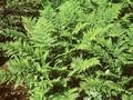 Dryopteris austriaca Image 1