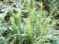 Dryopteris decursive-pinnata Image 1
