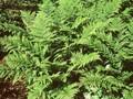 Dryopteris dilatata Image 1