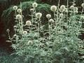 Echinops niveus Image 1