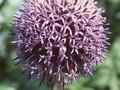 Echinops ritro Taplow Blue Image 1