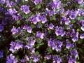 Echium lycopsis Image 1