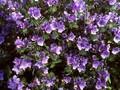 Echium plantagineum Image 1