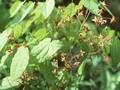 Epimedium alpinum Image 1