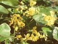 Epimedium colchicum Image 1
