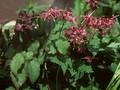 Epimedium grandiflorum Lilafee Image 1