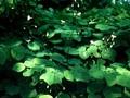 Epimedium hexandrum Image 1