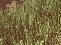 Equisetum fluviatile Image 1