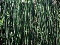 Equisetum hyemale var robustum Image 1