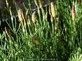 Equisetum palustre Image 1