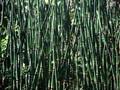 Equisetum robustum Image 1
