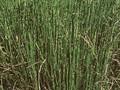 Equisetum trachyodon Image 1