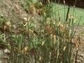 Equisetum variegatum Image 1