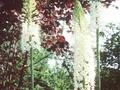 Eremurus himalaicus Image 1