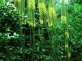 Eremurus Shelford-Hybriden Image 1