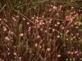 Erica tetralix Image 1