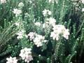 Erica tetralix Alba Image 1