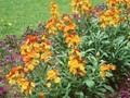 Erysimum cheiri Image 1