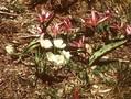 Erythronium dens-canis Image 1