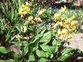 Erythronium Pagoda Image 1