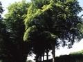 Fagus sylvatica Image 1