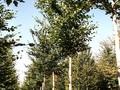 Fagus sylvatica Image 2