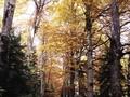 Fagus sylvatica Image 3