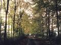 Fagus sylvatica Image 4