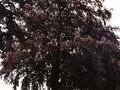 Fagus sylvatica Purpurea Grp Image 2
